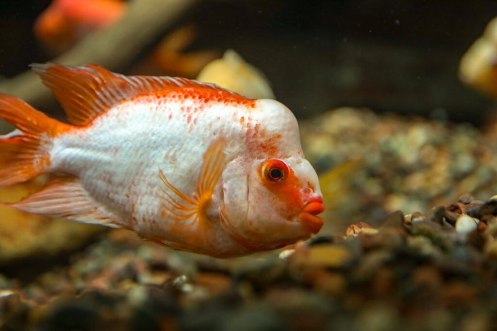 Photo freshwater fish